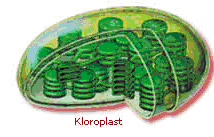 Kloroplast-Nedir-hakkında